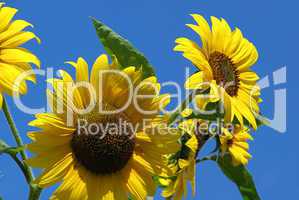Sonnenblumen - sunflowers 26