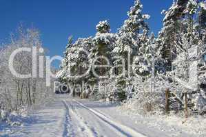 Wald im Winter - forest in winter 12