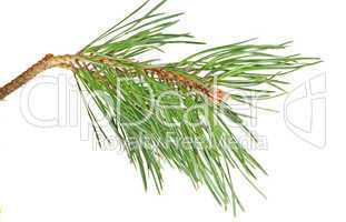 branch  pine