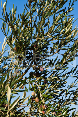 Olivenbaum, olive tree