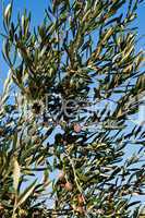 Olivenbaum, olive tree