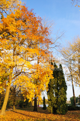 Autumn colors of maple