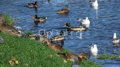 birds at pond