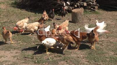 Chickens eating in farm