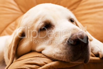 senior labrador