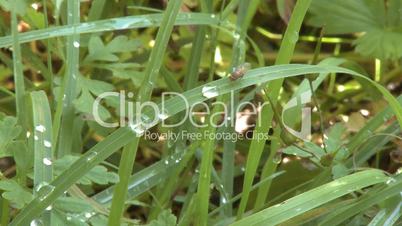 Green grass with rain drops and fly