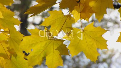 Yellow autumn leafs.