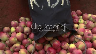 Apple Pickers Bin 1