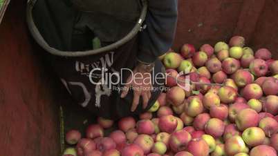 Apple Pickers Bin 2