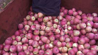 Apple Pickers Bin 3