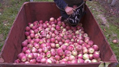 Apple Pickers Bin 4