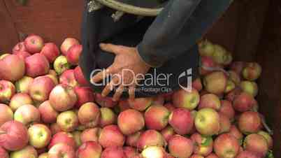 Apple Pickers Bin