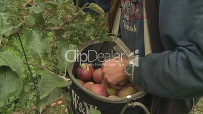 Apple Picking