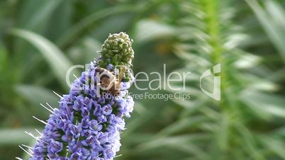 Bee gathering pollen in blue flower