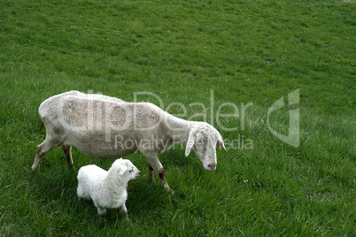 Schaf mit kleinem Lamm