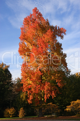 Laubbaum im Herbst