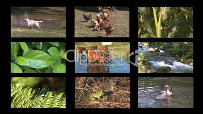 Collection of Wildlife montage