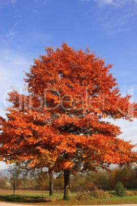 Laubbaum im Herbst