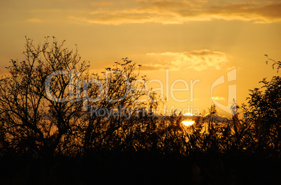 golden sunset