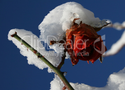 Rose mit Schneehut