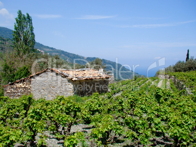 Griechisches Steinhaus mit Weinberg