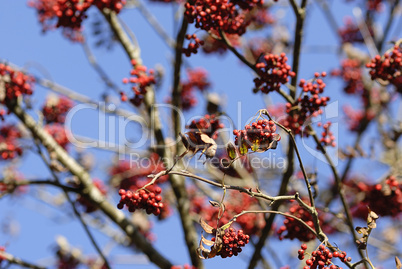 herbstfrüchte 1