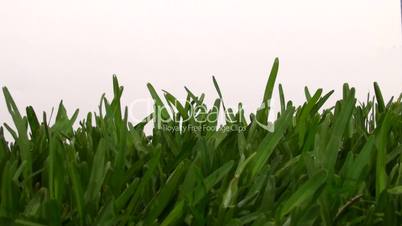 green energy bulb in grass against white