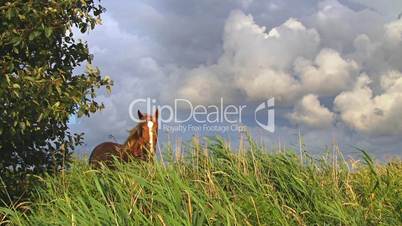 Pferd auf Weide gegen Wolkenhimmel