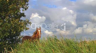 Pferd auf Weide gegen Wolkenhimmel