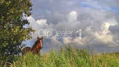 Pferd auf Weide gegen Wolkenhimmel