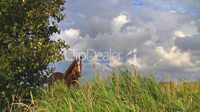 Pferd auf Weide