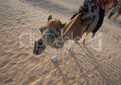 Kamelkarawane in der Wüste Sahara
