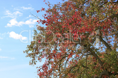 Baum im Herbst