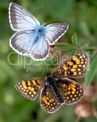 Zwei Schmetterlinge vor grünem Hintergrund