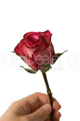 Mann hält eine Rose in der Hand