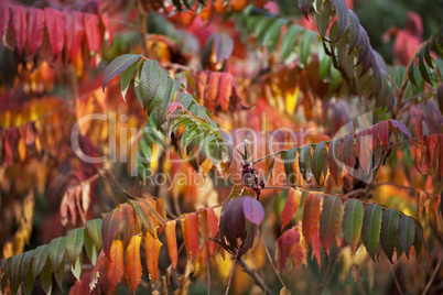 beautiful autumn colored leaves on a tree