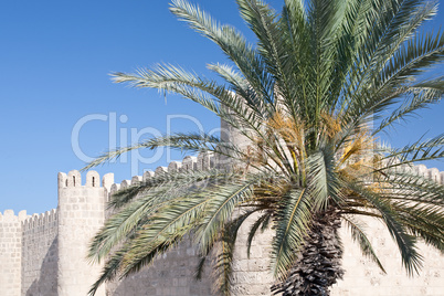 Arabische Festung mit Palme im Vordergund