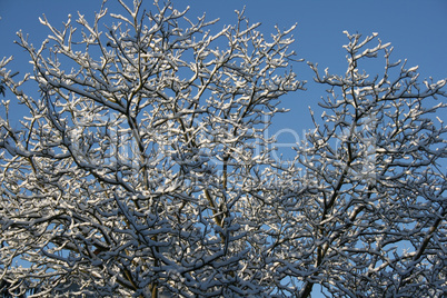 Äste mit Schnee bedeckt