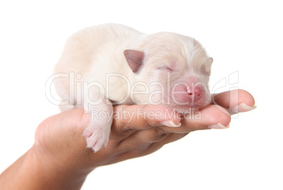 Sweet Sleeping White Newborn Puppy on White