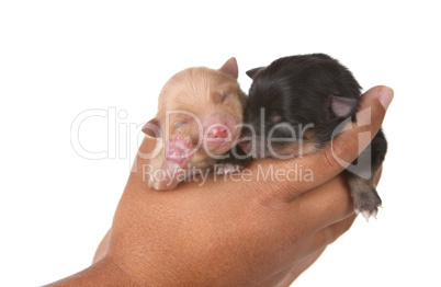 Two Puppies in a Hand on White