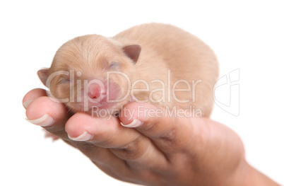 Tan Pomeranian Puppy Dog in Hand