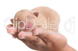 Tan Pomeranian Puppy Dog in Hand