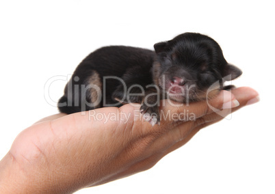 Black Puppy Sleeping in Hand