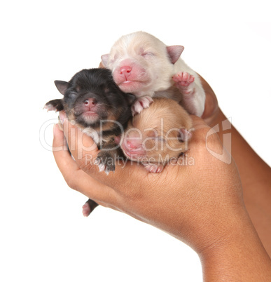 Three Cute Baby Puppies Being Held in Human Hands