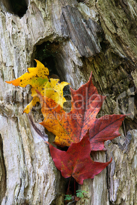 Maple Leaves Coloured from Autumn in yellow to red