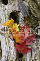 Maple Leaves Coloured from Autumn in yellow to red