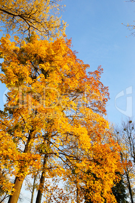 Maple tree leafs in warm autumn colors