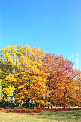 Trees in a park in autumn colors and blue sky