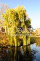 Willow tree in a park in warm colors of sunset