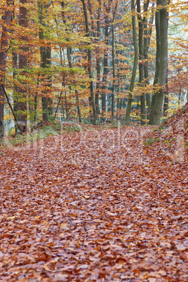 Waldweg im Herbst